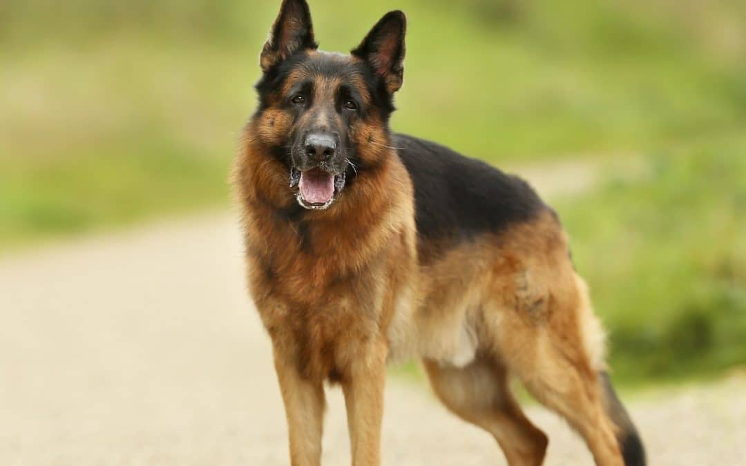 Polygraph examiner in Bradford, lie detector test, dangerous dog