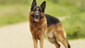 Polygraph examiner in Bradford, lie detector test, dangerous dog