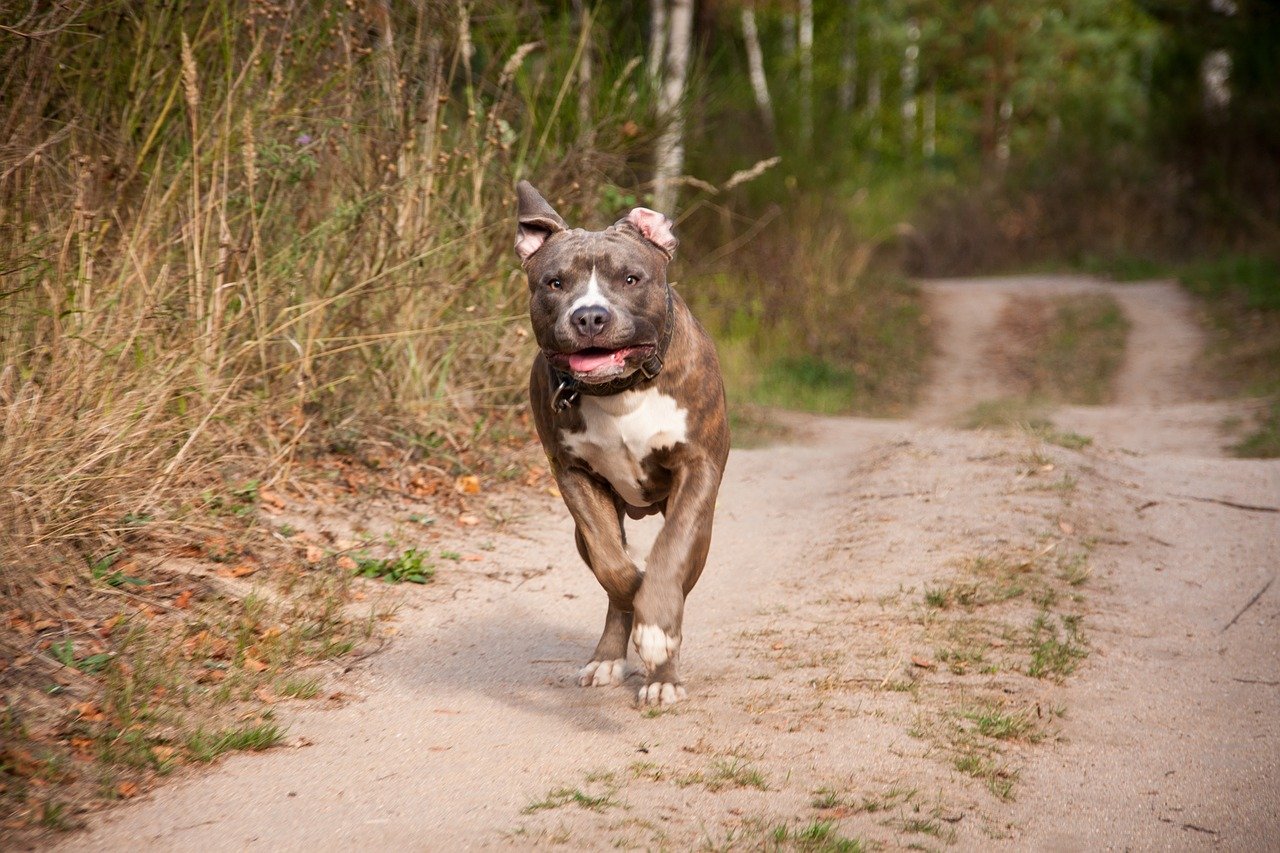 Rugby lie detector test, pitbull fight, polygraph examination, West Midlands polygraph examiner