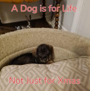 A dog is for life not just for Christmas, a dog is for life, Alfie, Lie detector test UK