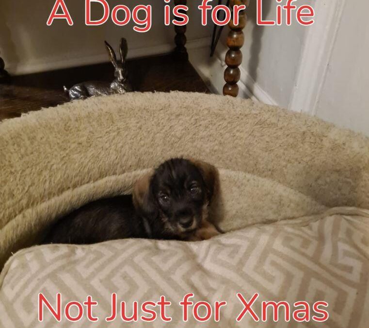 A dog is for life not just for Christmas, a dog is for life, Alfie, Lie detector test UK
