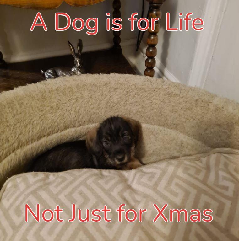 Alfie says a Dog is for life not just for Christmas Lie Detector Test UK